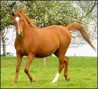 De quelle couleur est ce cheval?