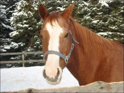 De quelle couleur est ce cheval?