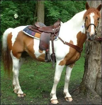 De quelle couleur est ce cheval?