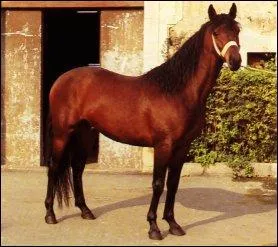 De quelle couleur est ce cheval?