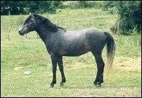 De quelle couleur est ce cheval?