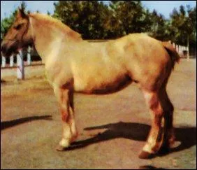 De quelle couleur est ce cheval?