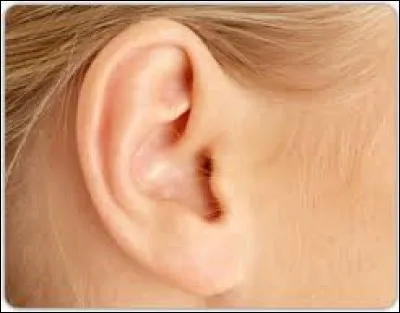 Vrai ou faux ? L'ouïe se réfère aux oreilles.