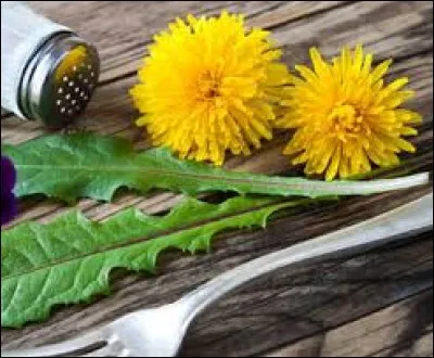 Vrai ou faux ? Le pissenlit est mortel pour le lapin.