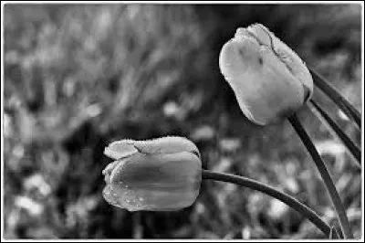 De quelle couleur la tulipe est-elle dans le roman d'Alexandre Dumas ?