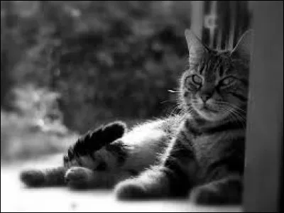 De quelle couleur le chat est-il quand il porte malheur ?