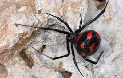 Cette araignée vit en Amérique du Nord. Quel est son nom ?