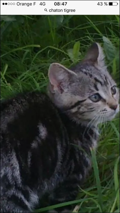 Quelle est l'espérance de vie d'un chat ?