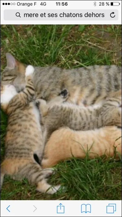 À quelle catégorie le chat appartient-il ?