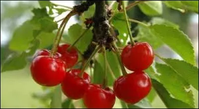 Quatre citations pour quatre personnes : 
Qui a dit : ''Il faut cueillir les cerises avec la queue ? J'avais déjà du mal avec les mains ! '' ?