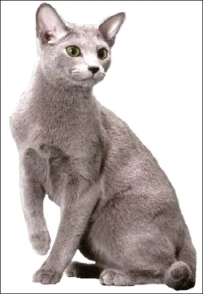 Quelle est cette race de chat ?