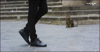 Quel est le nom de cette paire de baskets VO7 ?