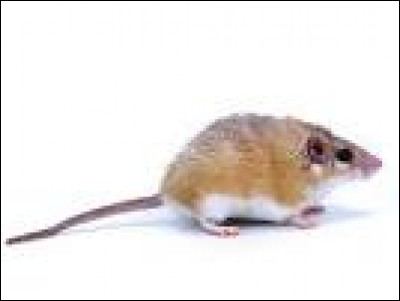Cette petite souris c'est :