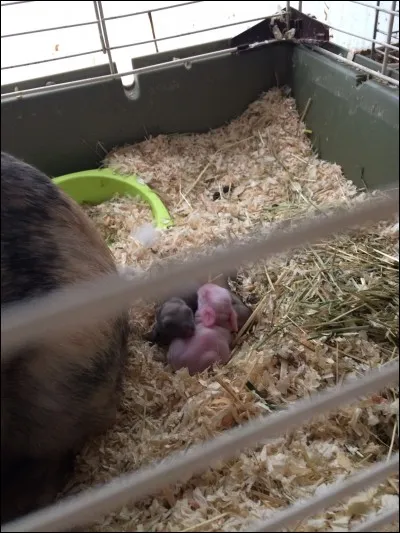 Combien de petits une femelle peut-elle avoir ?