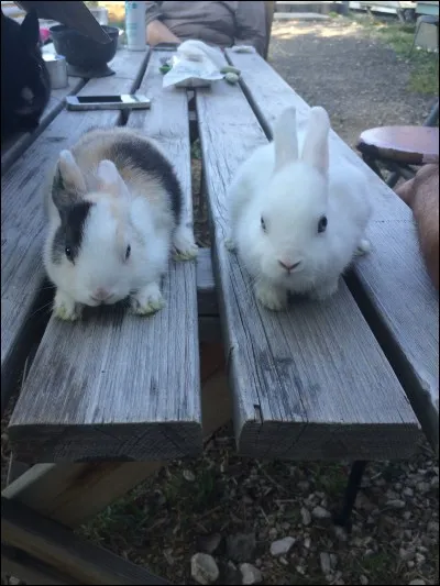 Cette race de lapins nains existe.