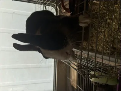 Quelle est la température conseillée en moyenne pour les lapins ?