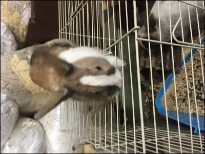 Quelle litière est souvent mise dans la cage des lapins ?
