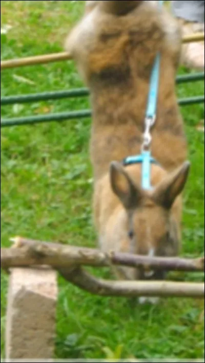 Comment appelle-t-on la discipline sportive des lapins ?
