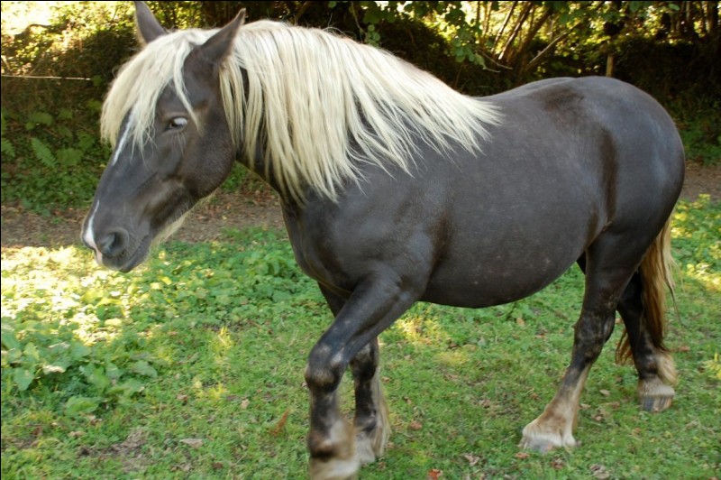 Quizz Les robes (chevaux) Quiz Chevaux, Couleurs