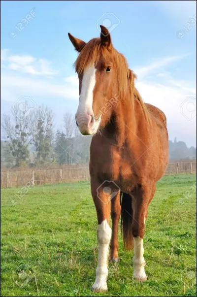 Le cheval est un animal :