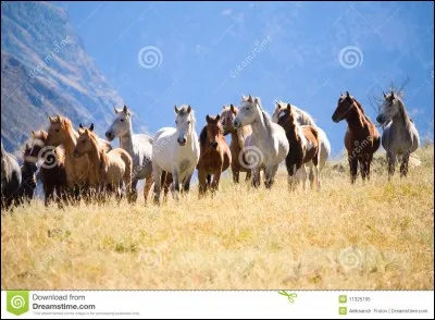Les chevaux aiment :