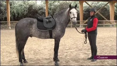 Si je ralentis le pas et que je m'arrête, le cheval devrait :