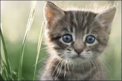 Comment appelle-t-on le petit du chat ?
