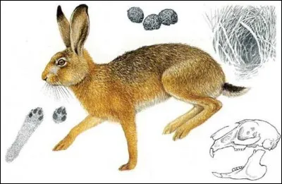 Que peut bien être l'oreille de cet animal ?