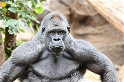 Quelles peuvent être les fonctions de son homonyme ?