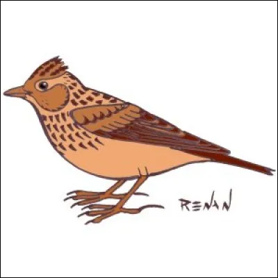 Qu'appelle-t-on aussi "pied d'alouette" ?