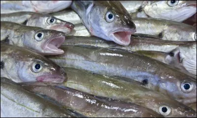 Où trouve-t-on le merlan ?