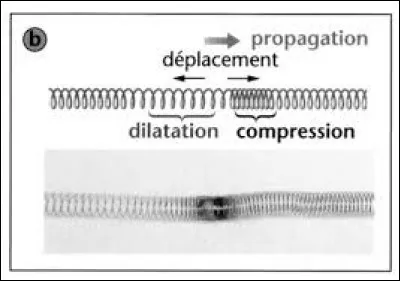 Si la direction de propagation d'une onde est parallèle au sens de déplacement des points du milieu, l'onde est :