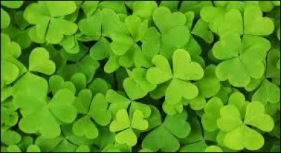 Le trèfle peut parfois posséder __ feuilles.