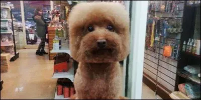 Que risque-t-on de prendre au carré, si on agace un gros loubard ?