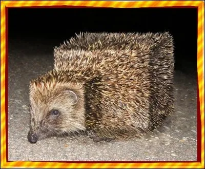 Que signifie une carrée en argot militaire ?