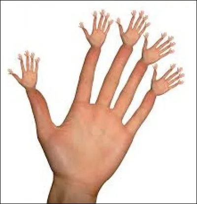 Combien de doigts chacune de nos mains compte-t-elle ?