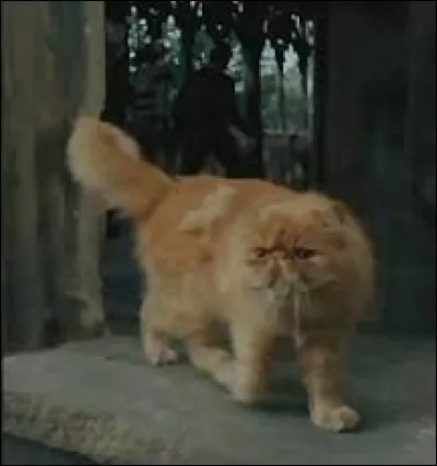 Ron a comme animal de compagnie une grenouille.