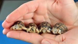 Quiz Tortues