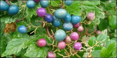 D'où vient le mot Ampélopsis ?