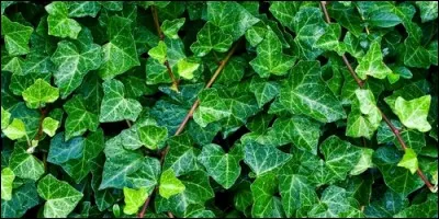 Le lierre et le ginseng font parties de la famille :