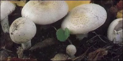 En général, les agarics sont comestibles.