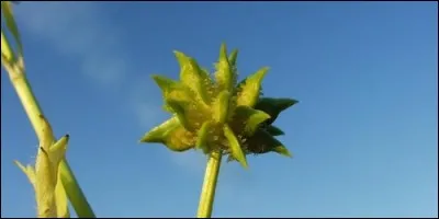 Que dit-on d'une fleur qui n'a pas de pétales ?