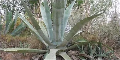 De quel pays vient principalement l'agave ?