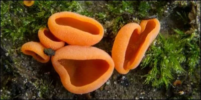 Qu'est-ce que l'ascomycéte ?