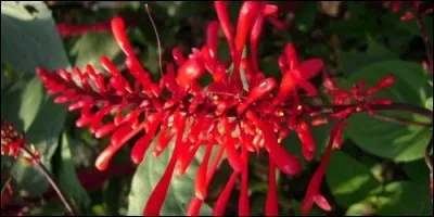 Où trouve-t-on principalement les Acanthacées ?