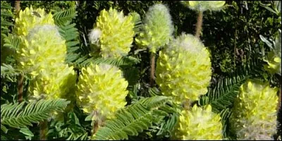 Quel est le nom de cette plante ?