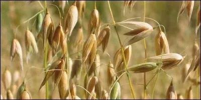 A quelle famille appartient l'avoine ?