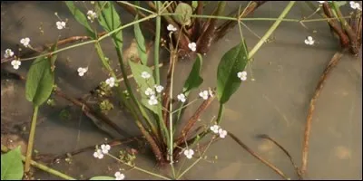 Laquelle de ces plantes n'est pas une aracée ?