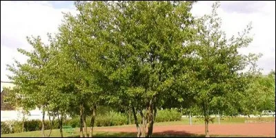 Quel est l'autre nom de l'aulne ?