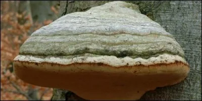 D'où provient l'amadou ?